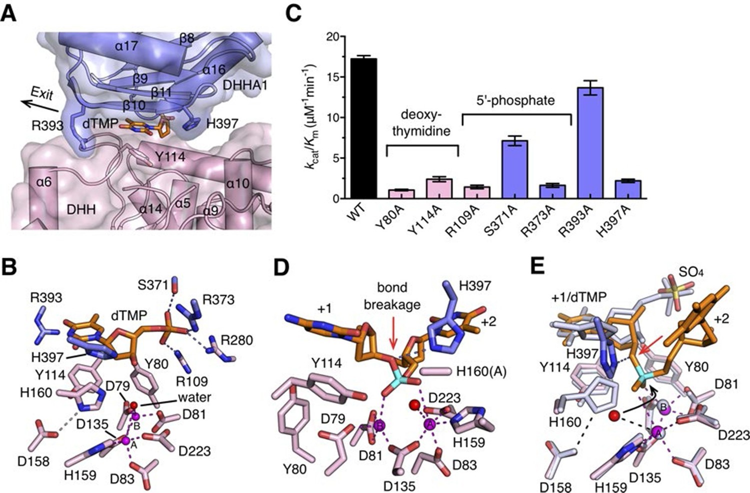 Structural basis for DNA 5´-end resection by RecJ | eLife