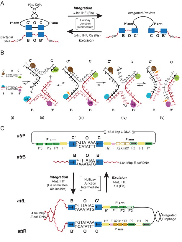 Figures and data in Structure of a Holliday junction complex reveals ...