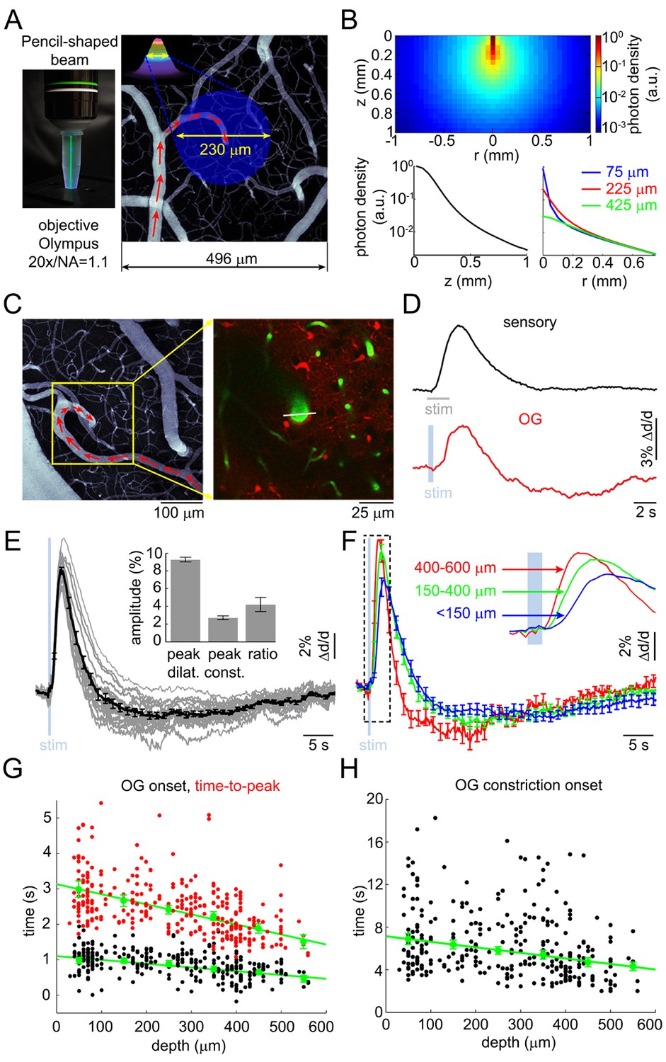 Cell type specificity of neurovascular coupling in cerebral cortex