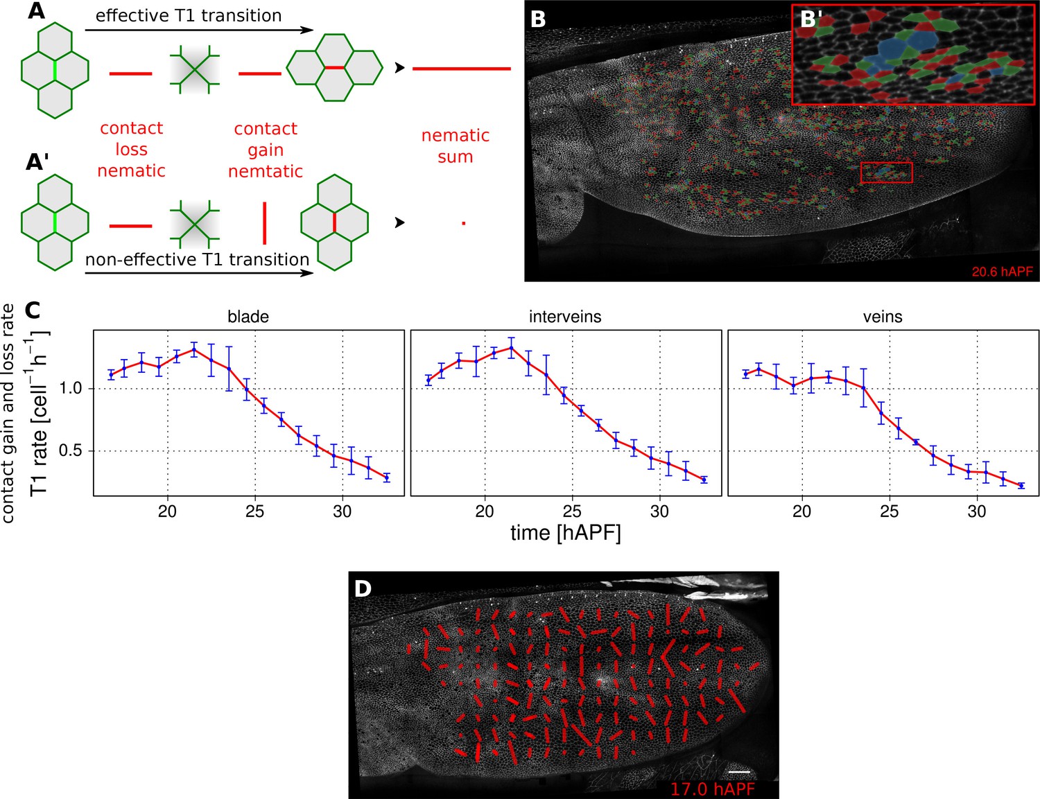 TissueMiner: A Multiscale Analysis Toolkit To Quantify How Cellular ...