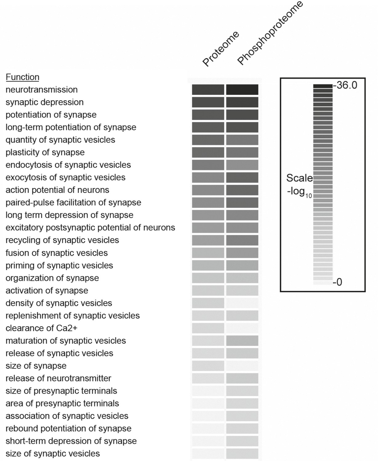 Comparative Hippocampal Proteome and Phosphoproteome in a Niemann