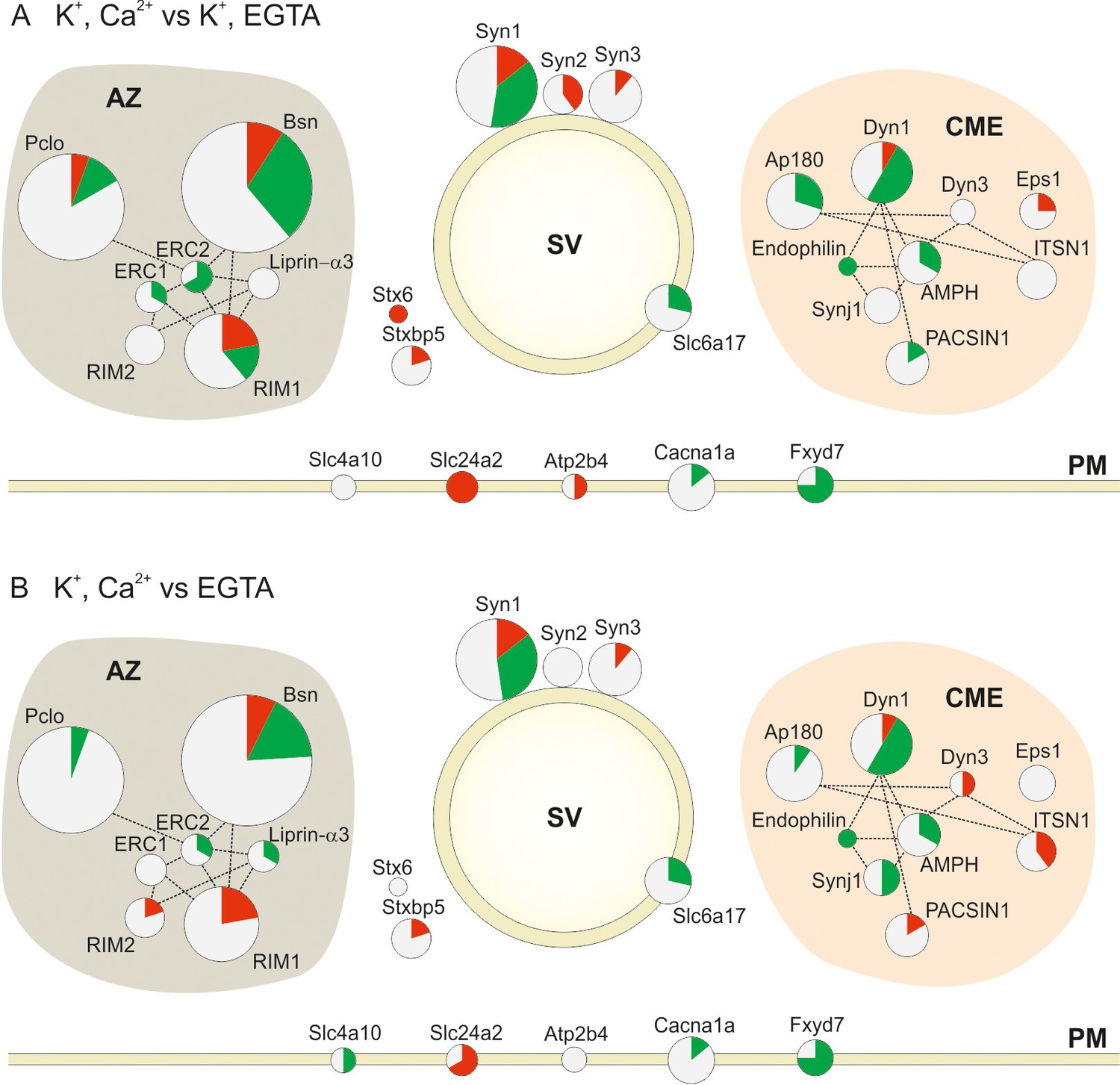 Analysis of protein phosphorylation in nerve terminal reveals