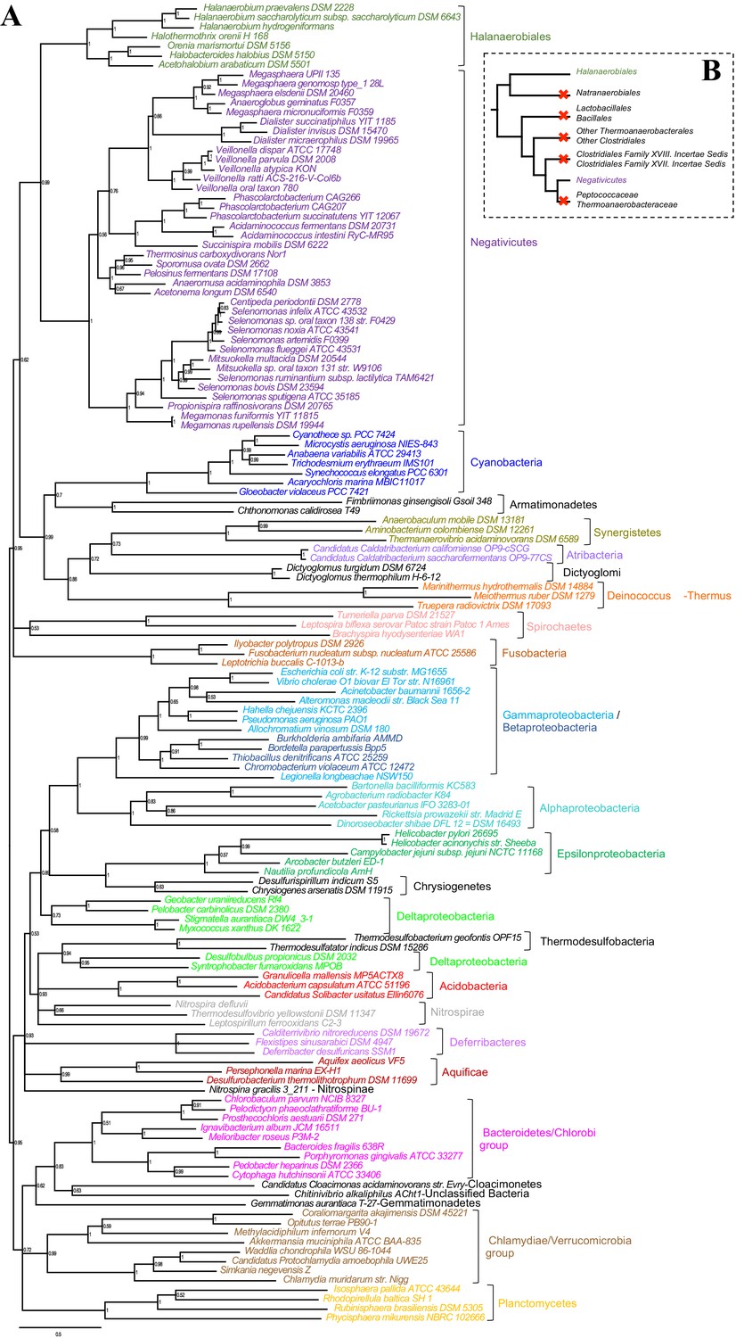 Phylogenomic analysis supports the ancestral presence of LPS-outer ...