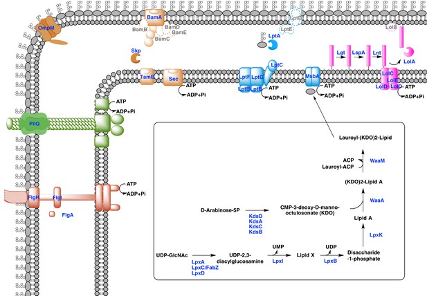 Figures and data in Phylogenomic analysis supports the ancestral ...