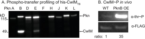 A cytoplasmic peptidoglycan amidase homologue controls mycobacterial ...