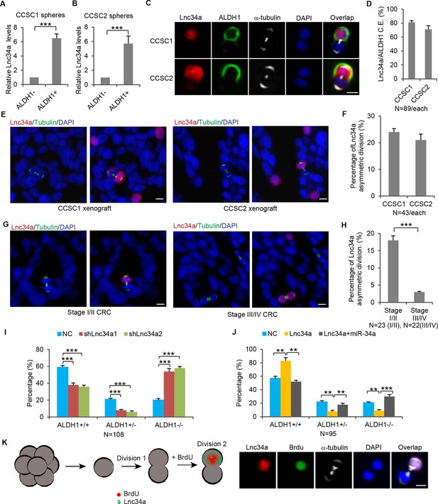 A long non-coding RNA targets microRNA miR-34a to regulate colon cancer ...