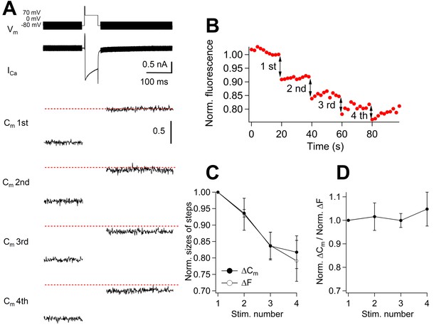 Distinct Modes Of Endocytotic Presynaptic Membrane And Protein Uptake 