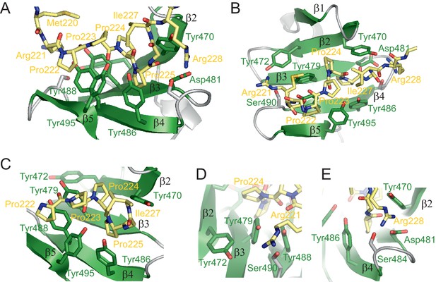 Figures And Data In Structural Basis For The Recognition Of ...