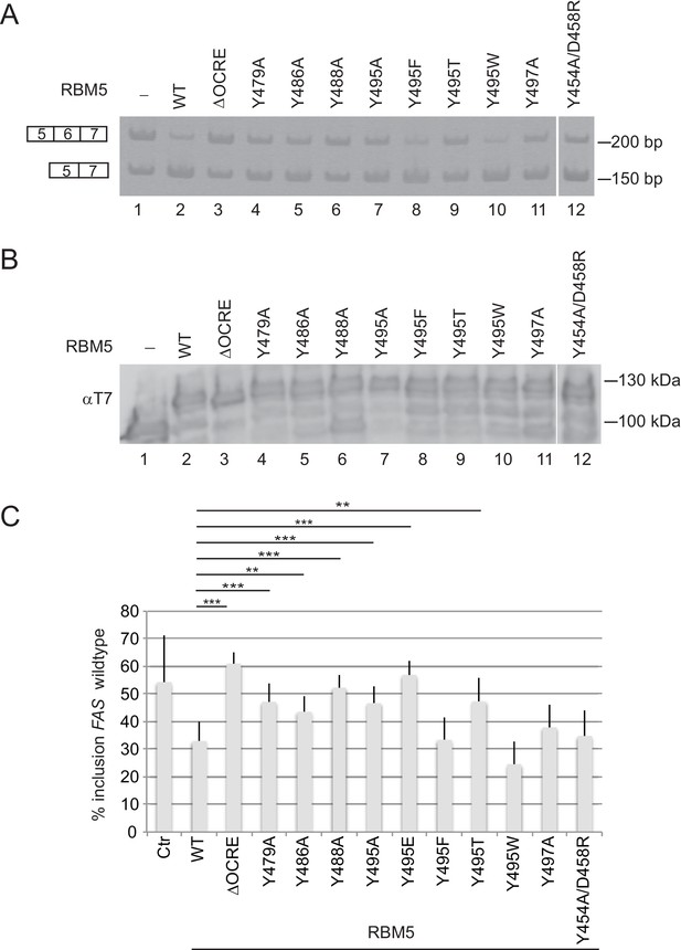 Figures And Data In Structural Basis For The Recognition Of ...