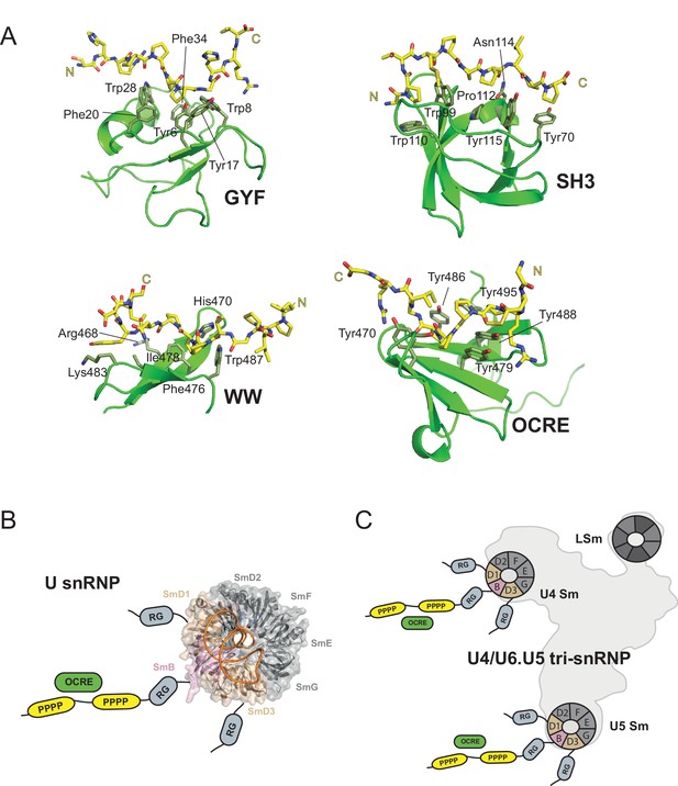 Structural Basis For The Recognition Of Spliceosomal SmN/B/B’ Proteins ...