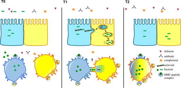 Intracellular Bacteria: Catch me if you can | eLife