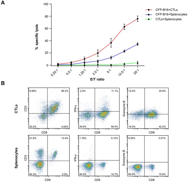 Figures And Data In Long-term Intravital Imaging Of The Multicolor 