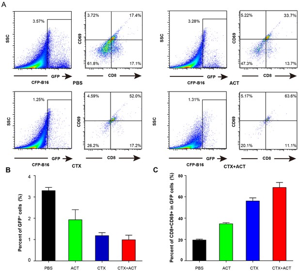 Figures and data in Long-term intravital imaging of the multicolor ...