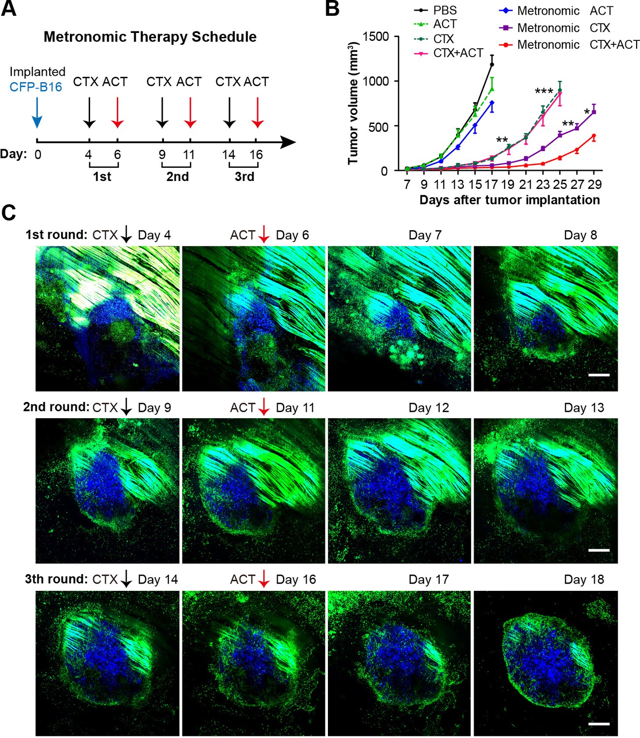 Long-term Intravital Imaging Of The Multicolor-coded Tumor ...