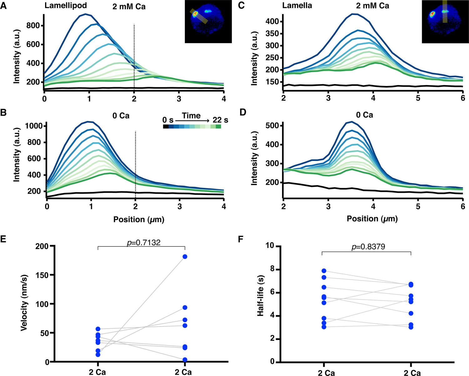 Figures and data in Calcium influx through CRAC channels controls actin ...