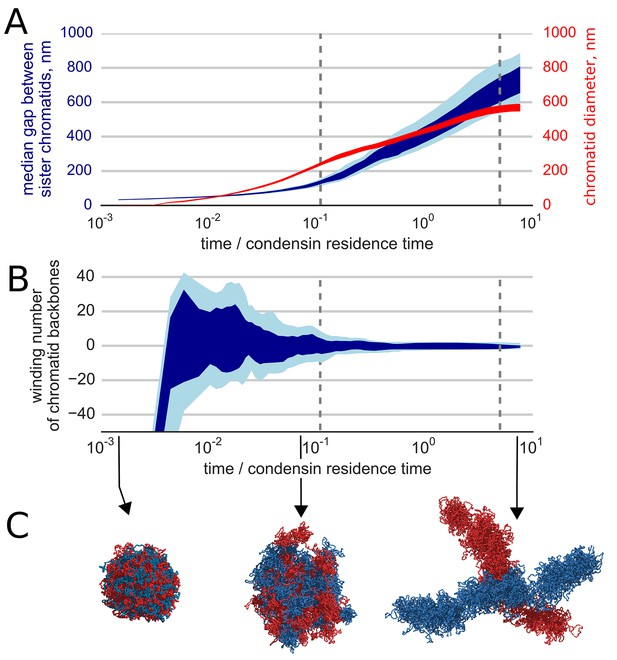 Compaction and segregation of sister chromatids via active loop ... Biology Diagrams