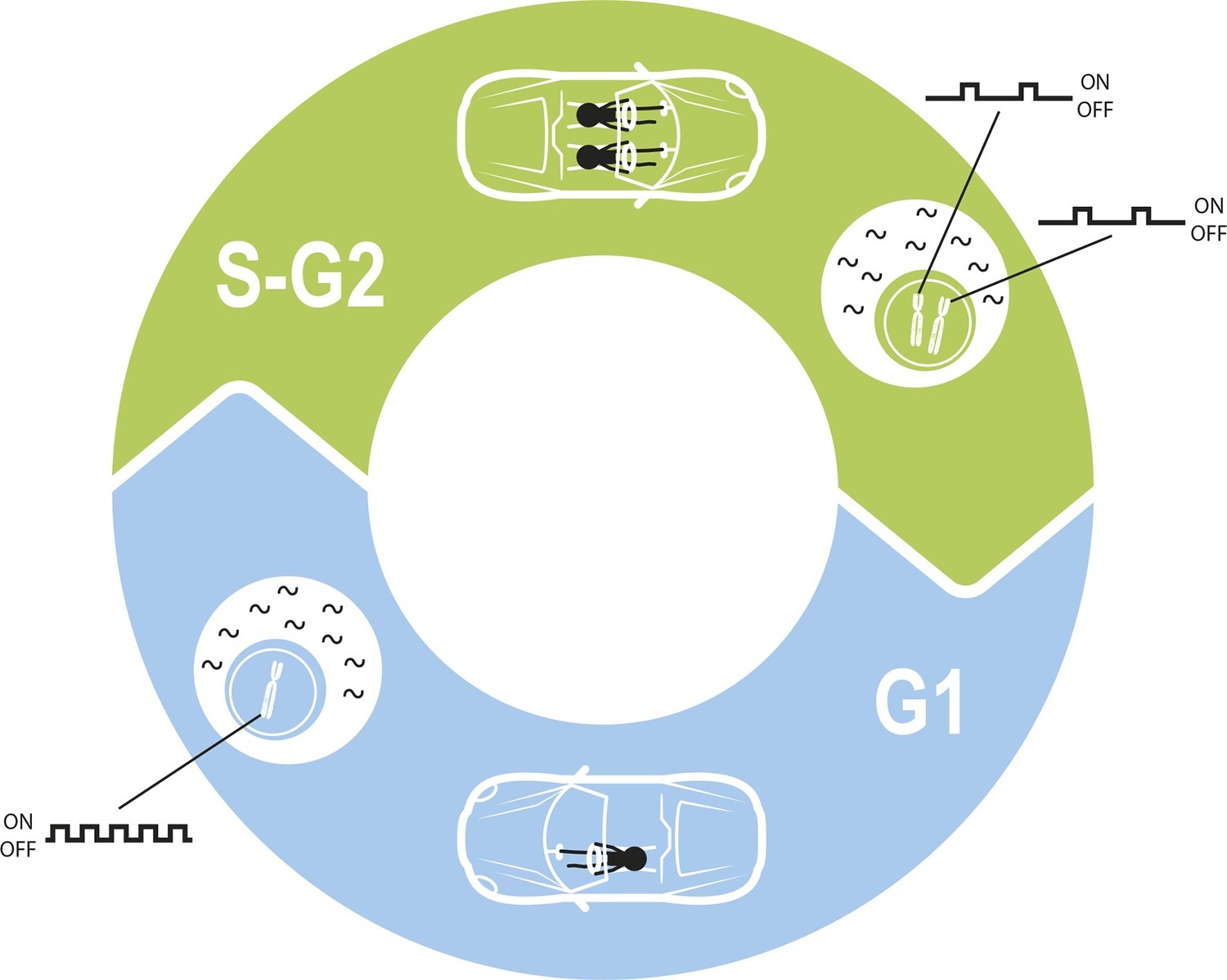 Gene Expression Bursting Through The Cell Cycle Elife