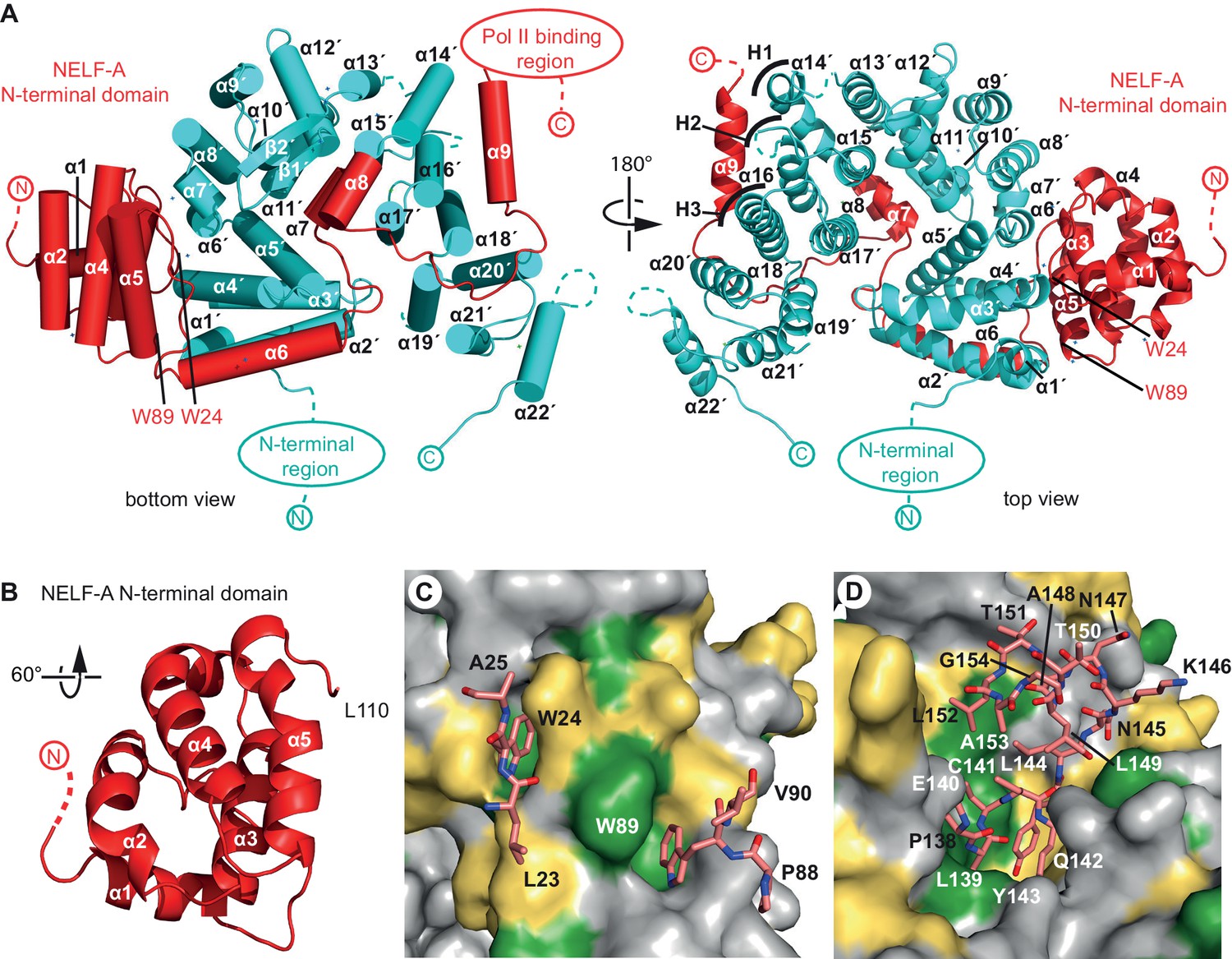 Architecture And RNA Binding Of The Human Negative Elongation Factor ...