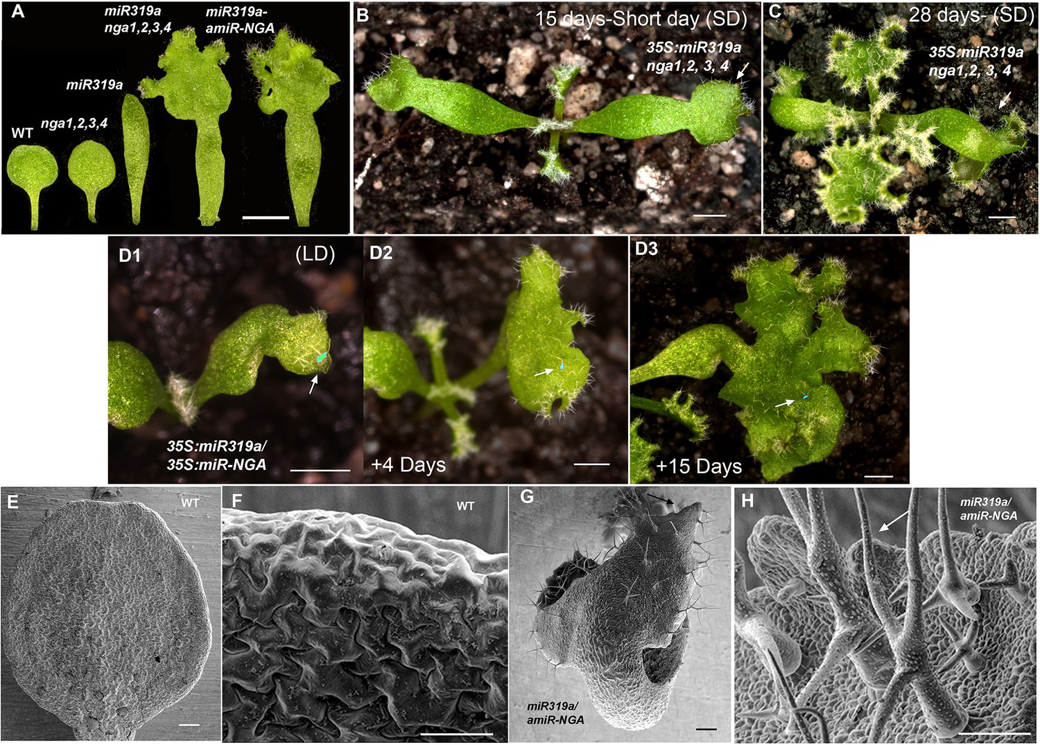 Figures and data in Active suppression of a leaf meristem orchestrates ...