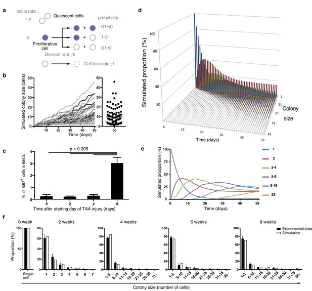 Heterogeneity and stochastic growth regulation of biliary epithelial ...