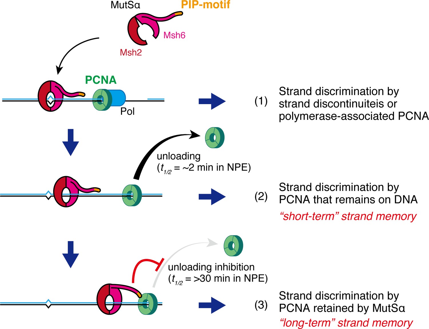 Figures And Data In MutSα Maintains The Mismatch Repair Capability By ...