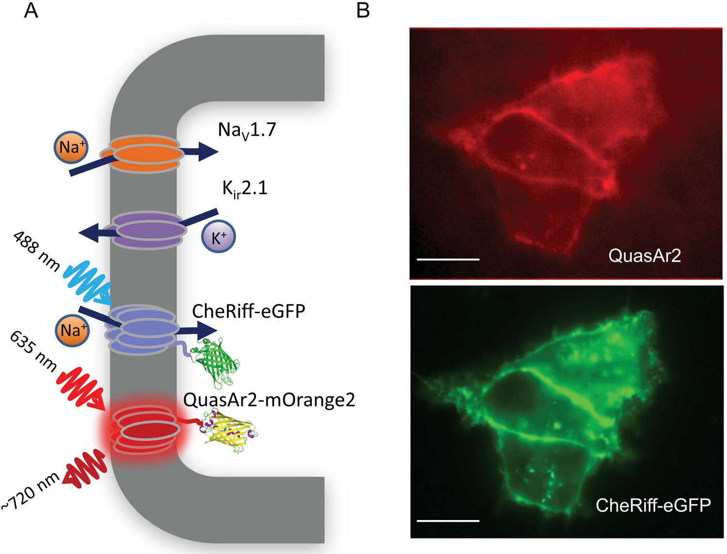 Optical Electrophysiology: Toward the Goal of Label-Free Voltage Imaging