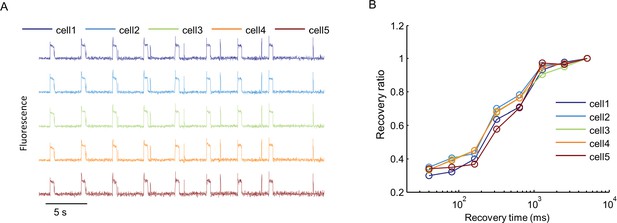 Figures and data in Optical electrophysiology for probing function and ...