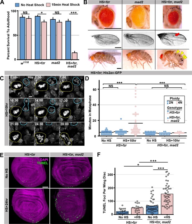 Figures and data in Distinct responses to reduplicated chromosomes ...