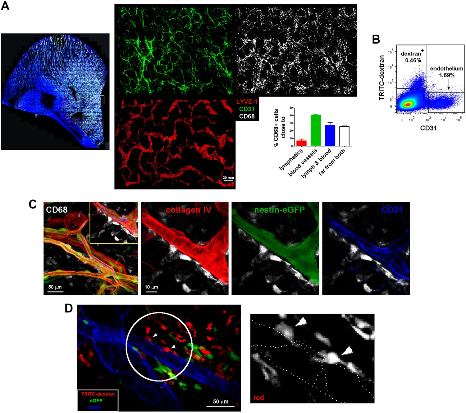 Figures and data in Pivotal role for skin transendothelial radio ...