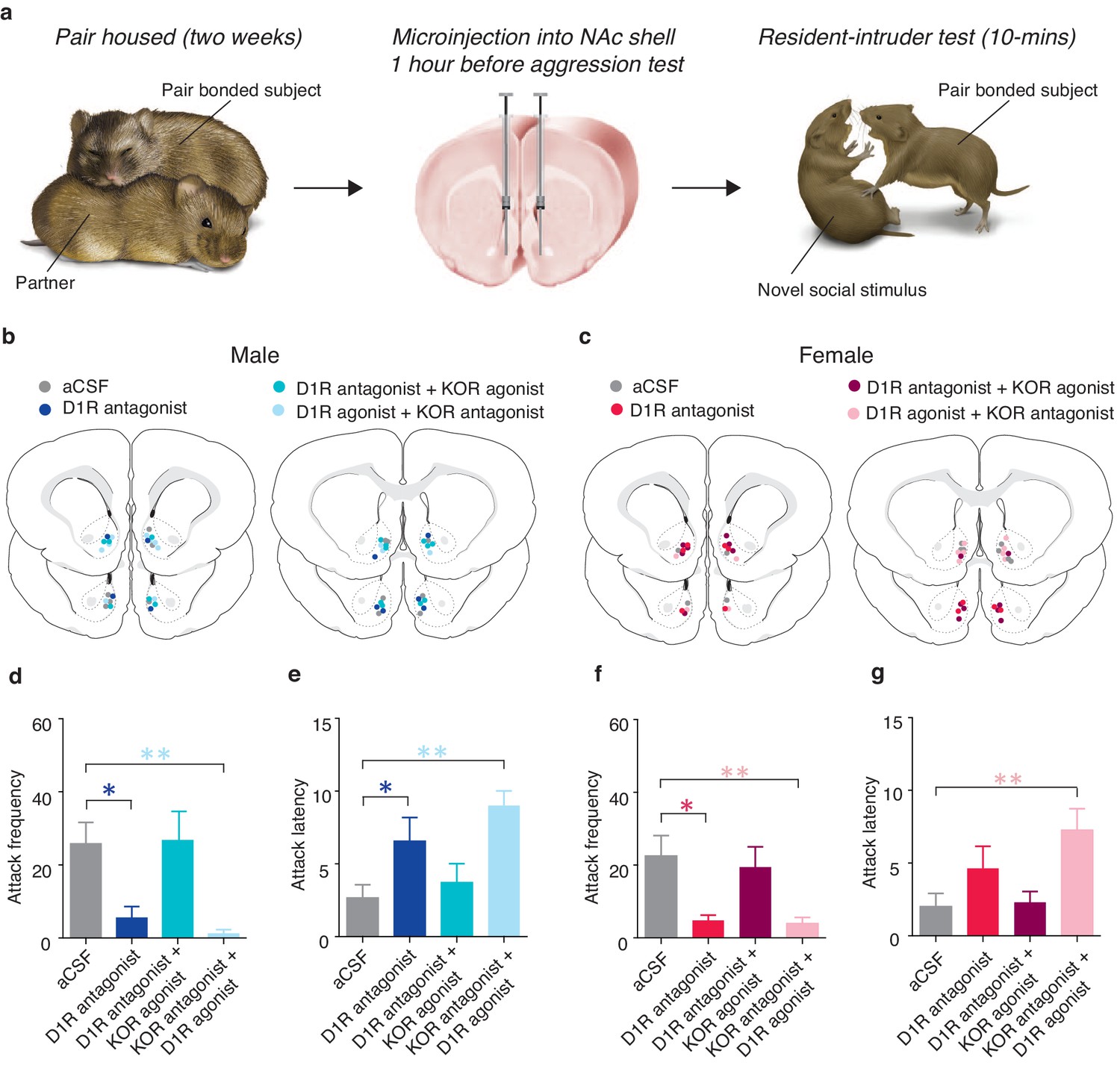 Dopamine and opioid systems interact within the nucleus accumbens to  maintain monogamous pair bonds | eLife
