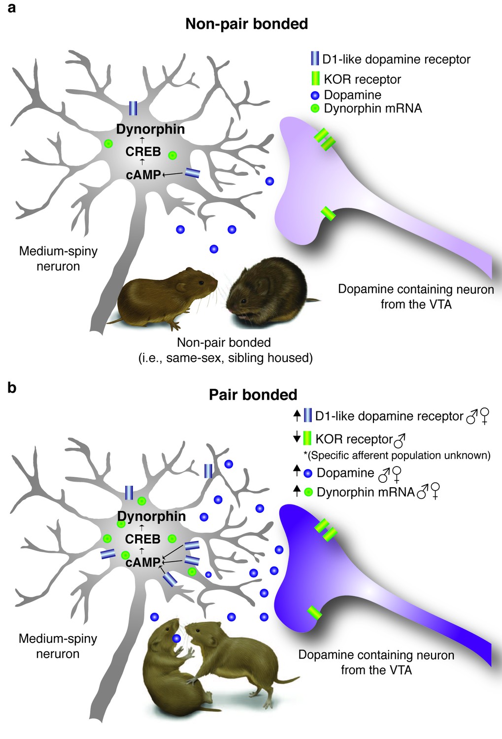 Dopamine and opioid systems interact within the nucleus accumbens 