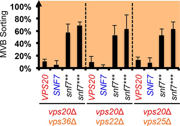 ESCRT-III activation by parallel action of ESCRT-I/II and ESCRT-0/Bro1 during MVB biogenesis