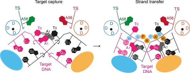 Figures And Data In A Bend, Flip And Trap Mechanism For Transposon ...