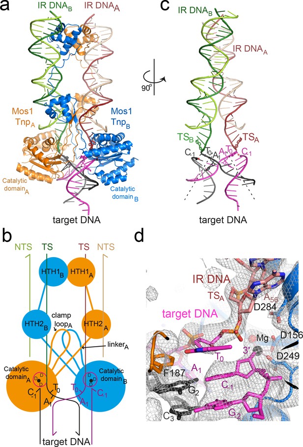 Figures And Data In A Bend, Flip And Trap Mechanism For Transposon ...