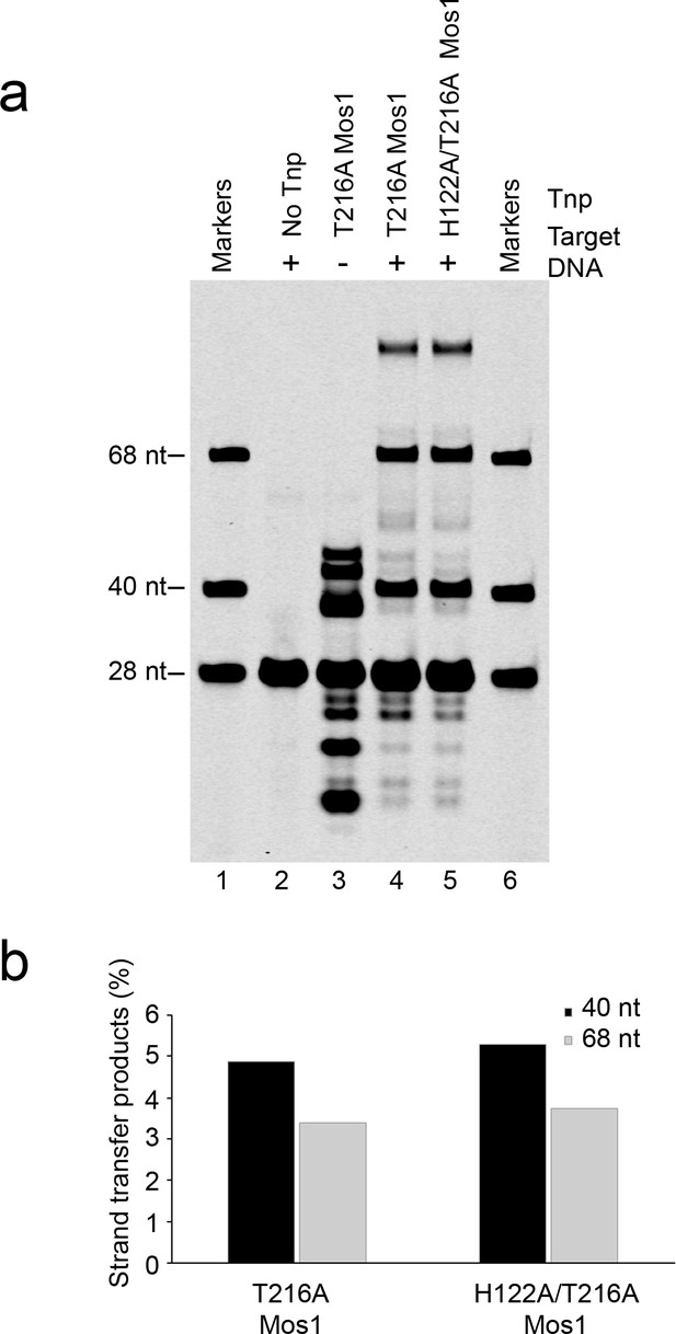 Figures And Data In A Bend, Flip And Trap Mechanism For Transposon ...