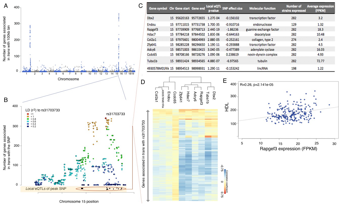 Hypothalamic transcriptomes of 99 mouse strains reveal trans eQTL hotspots,  splicing QTLs and novel non-coding genes