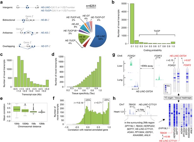 An Integrative Transcriptomic Atlas Of Organogenesis In Human Embryos ...