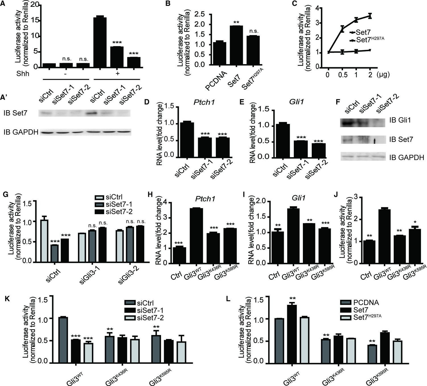 Figures and data in Set7 mediated Gli3 methylation plays a positive ...