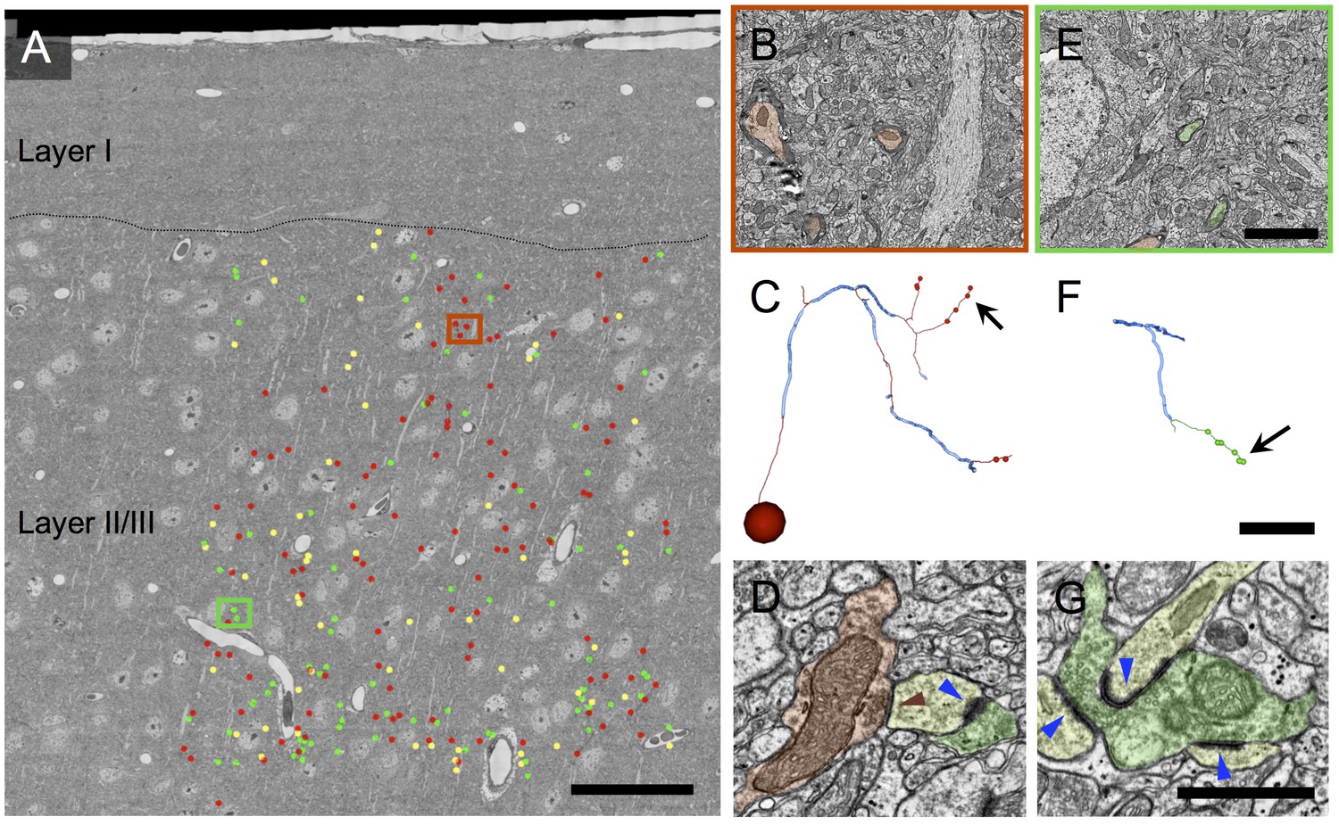 A large fraction of neocortical myelin ensheathes axons of local ...