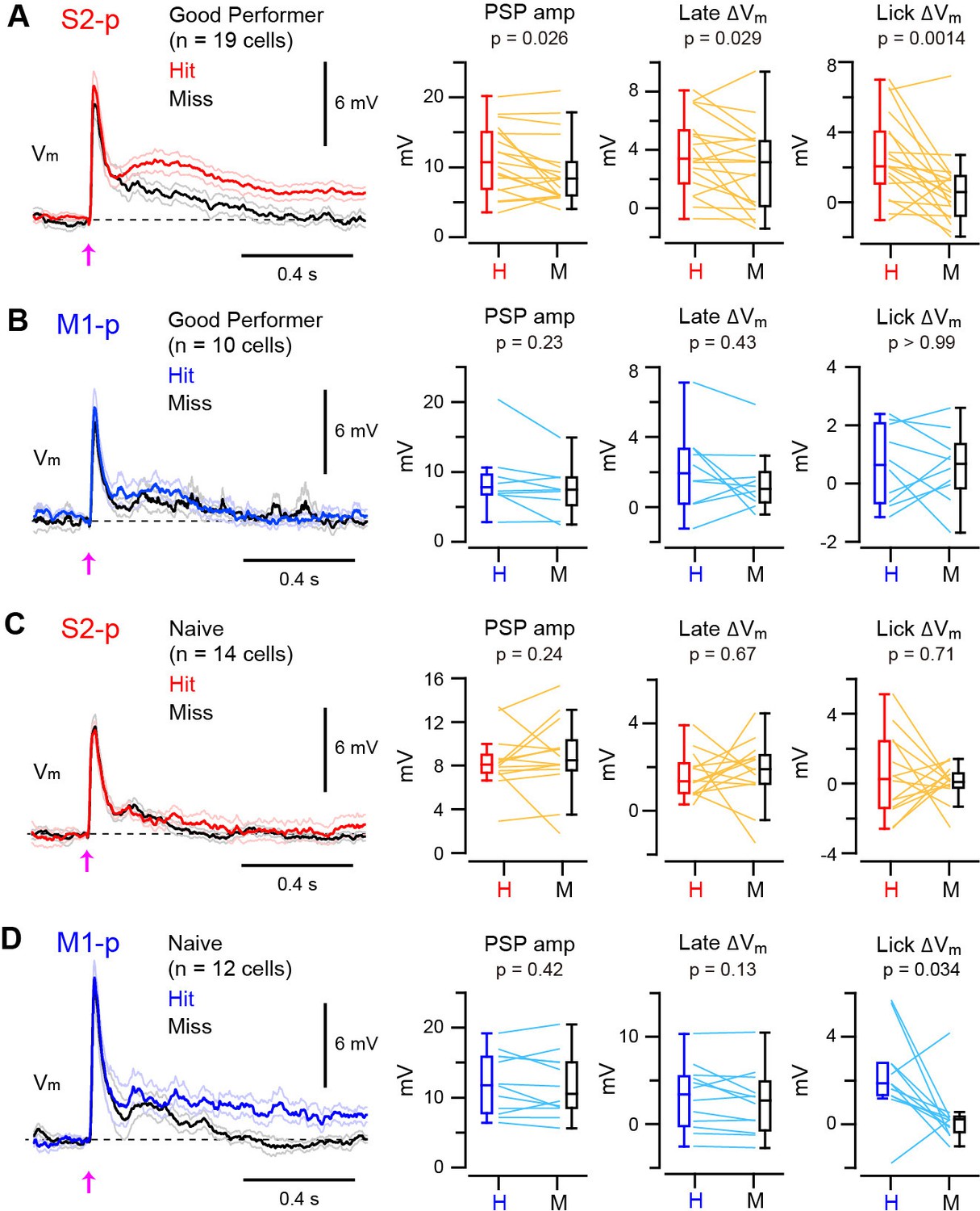 Target-specific membrane potential dynamics of neocortical