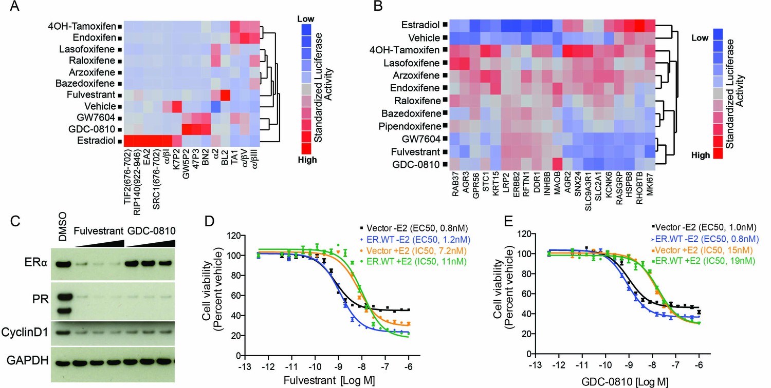 The selective estrogen receptor downregulator GDC 0810 is