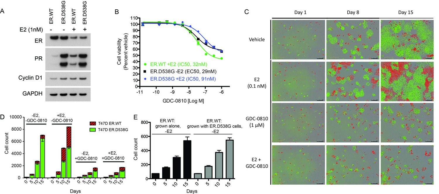 The selective estrogen receptor downregulator GDC 0810 is