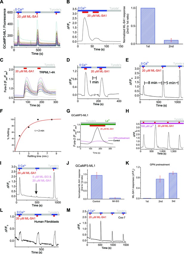 Figures and data in The endoplasmic reticulum, not the pH gradient ...