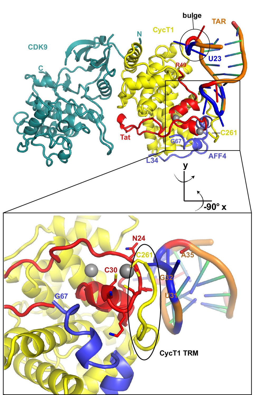 Insights Into HIV-1 Proviral Transcription From Integrative Structure ...