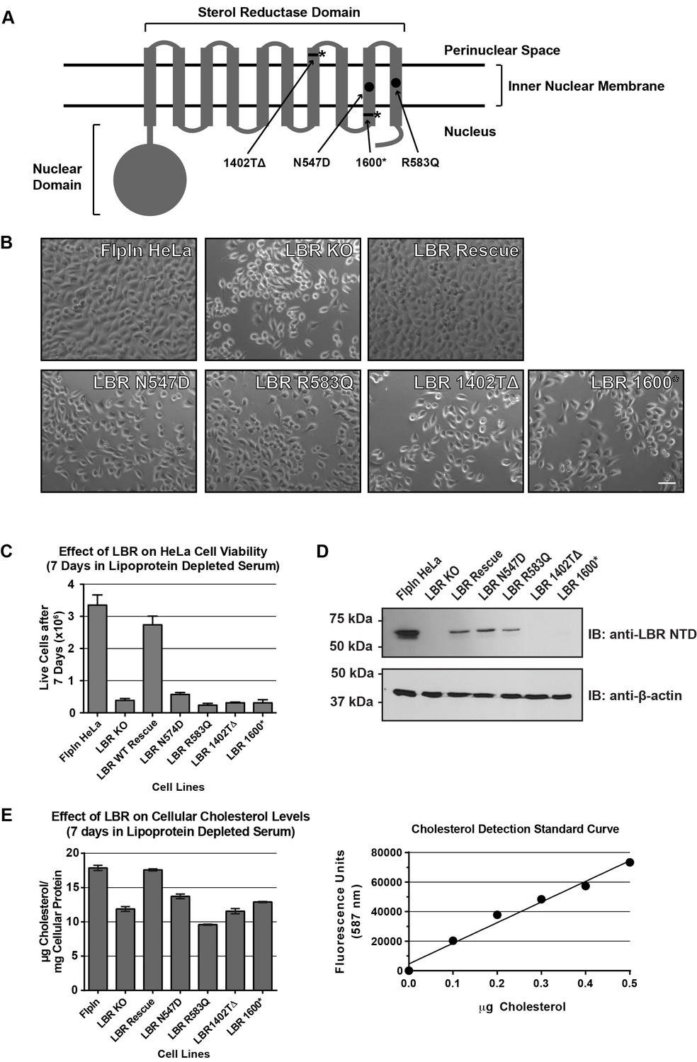 The Lamin B Receptor Is Essential For Cholesterol Synthesis And ...