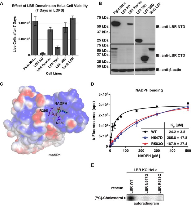 The Lamin B Receptor Is Essential For Cholesterol Synthesis And ...