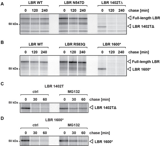 Figures And Data In The Lamin B Receptor Is Essential For Cholesterol ...