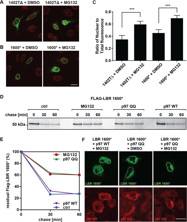 The Lamin B Receptor Is Essential For Cholesterol Synthesis And ...