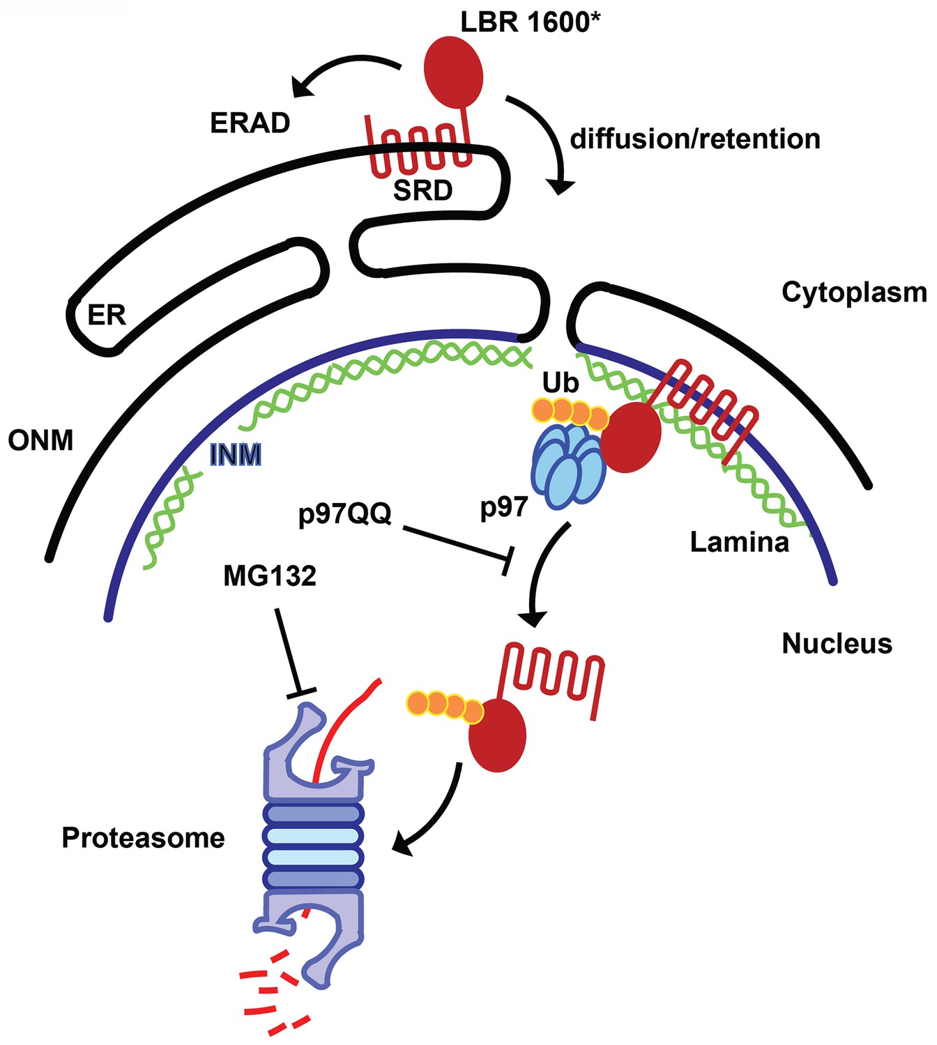 The Lamin B Receptor Is Essential For Cholesterol Synthesis And ...