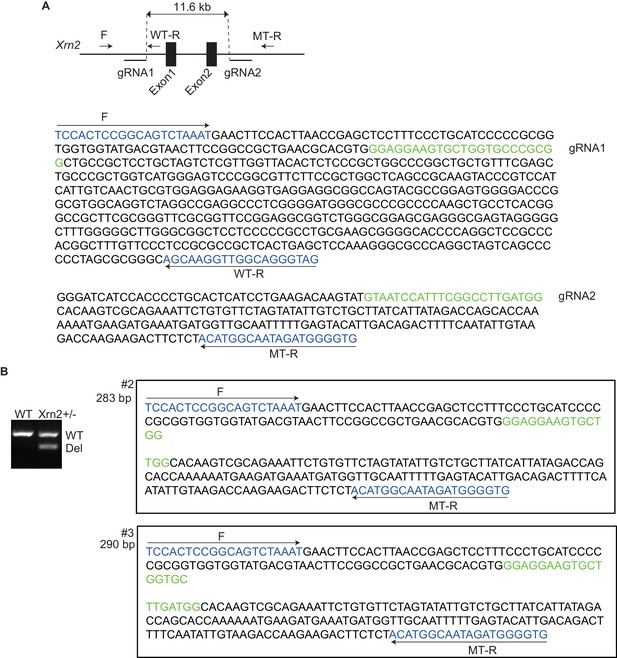 Figures and data in Regulation of alternative polyadenylation by Nkx2-5 ...